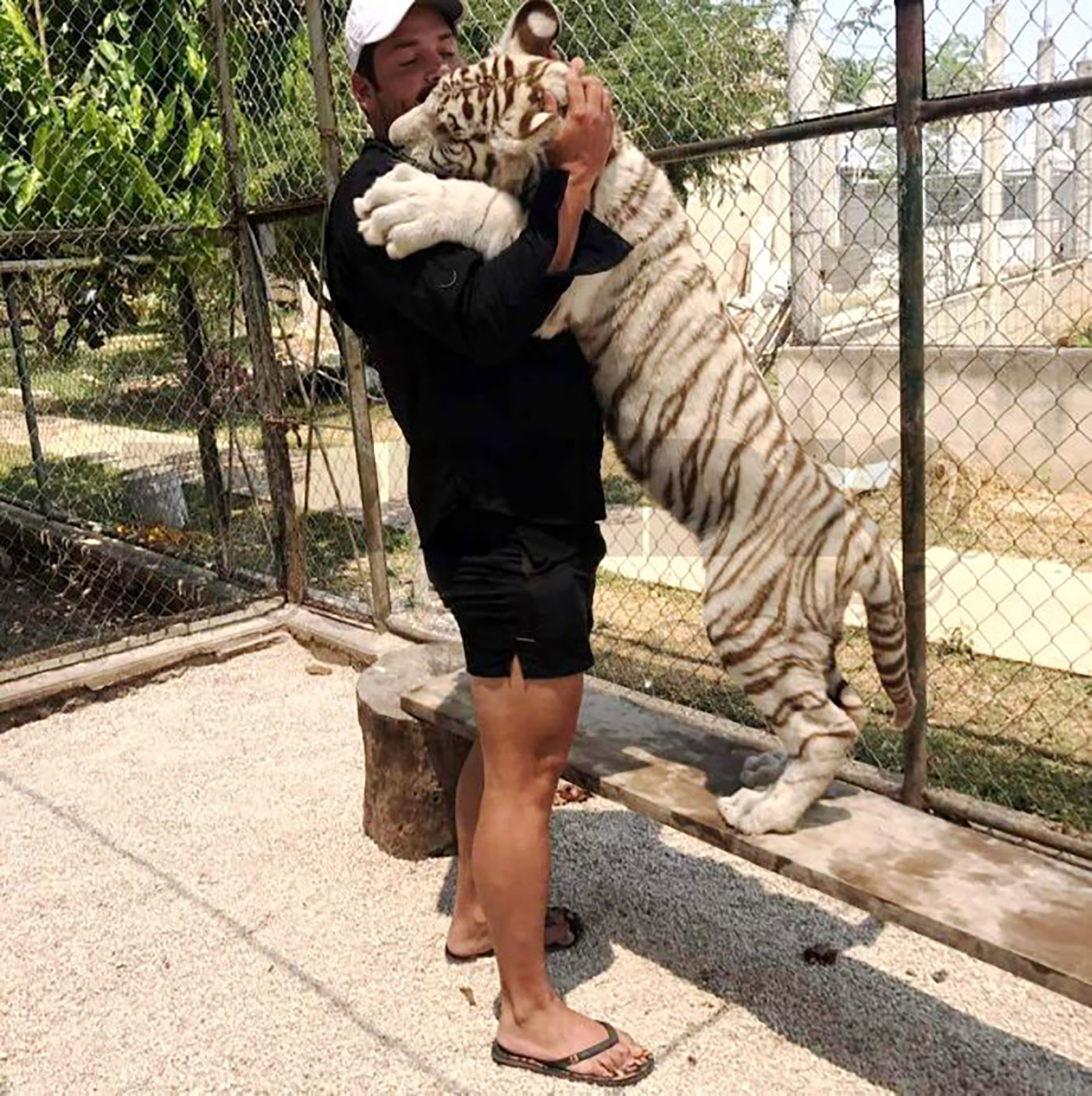 México: un hombre sufrió el ataque de su propio tigre y en el hospital descubrieron que era un prófugo