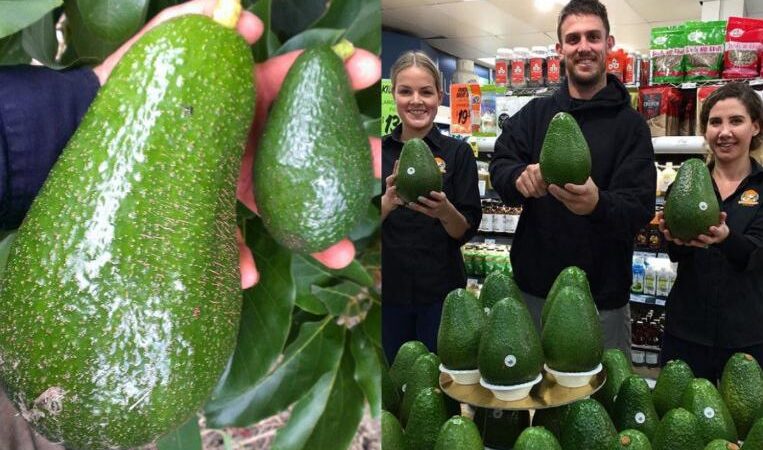 Delicioso aguacate nombrado “Avozilla” de casi ¡2 kilos!