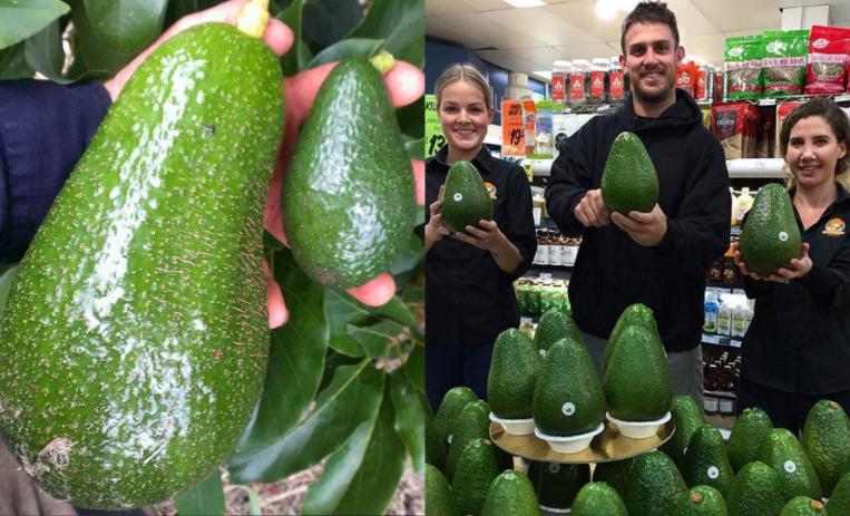 Delicioso aguacate nombrado “Avozilla” de casi ¡2 kilos!