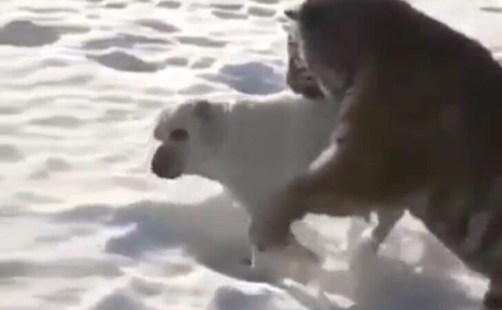 Tigre se lanza salvajemente sobre un perro. Cree que lo ataca, pero cuando saca su lengua se relaja