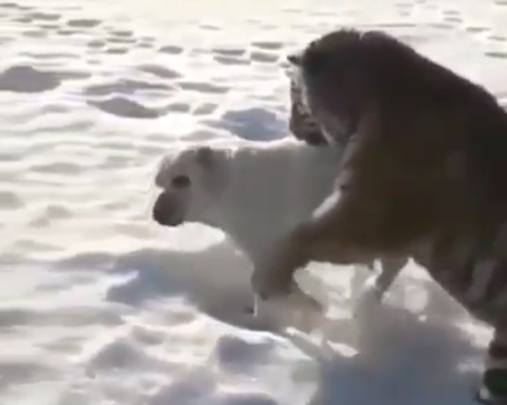 Tigre se lanza salvajemente sobre un perro. Cree que lo ataca, pero cuando saca su lengua se relaja