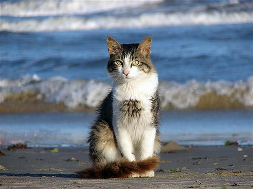 gato en la playa