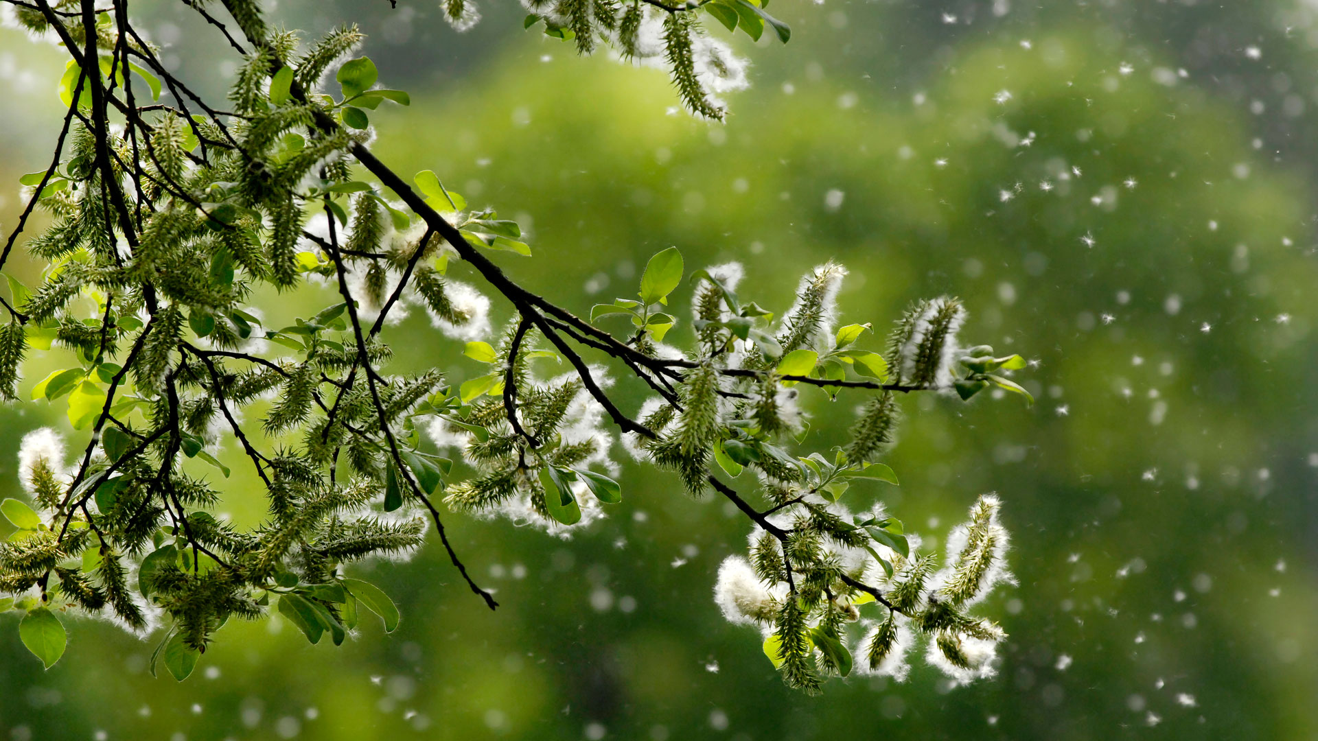 El polen es un conjunto de granos microscópicos que se encuentran en los estambres de la flor y que son transportados por el viento, animales, insectos o aves hasta llegar a otras flores y realizar el proceso de polinización