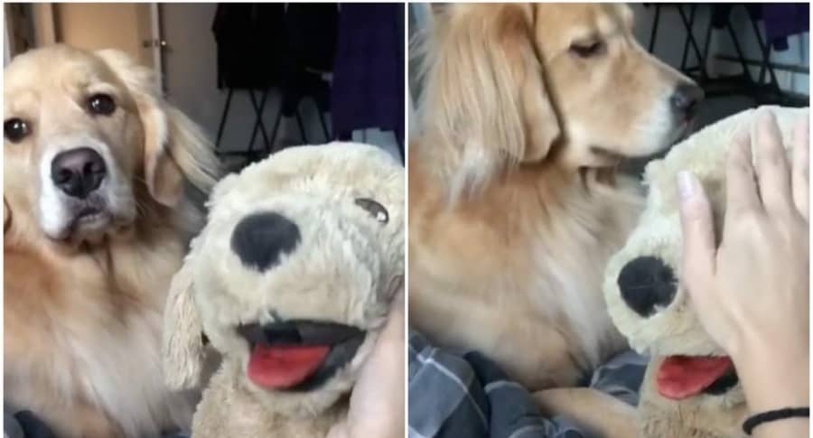 Perrita celosa ve que su dueña acaricia a un peluche y ¡estalla de ira!