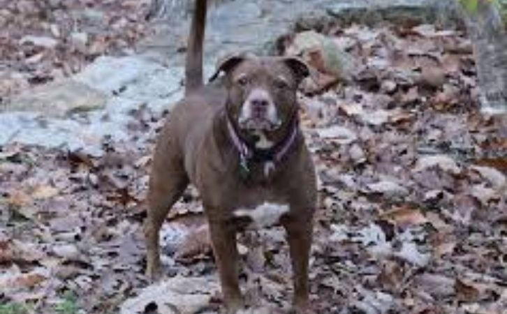 Perro pit bull salva a niña de ataque de pederasta