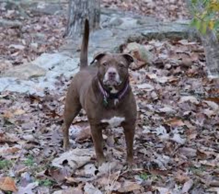 Perro pit bull salva a niña de ataque de pederasta