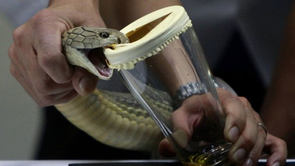 Científicos de la UNAM crean antiveneno contra mordeduras de serpiente