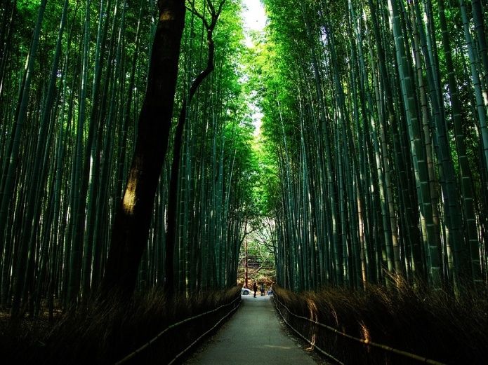 Bebé sobrevive tres días perdido solo en un bosque en Japón