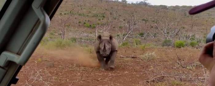 Rinoceronte ataca a familia en Africam Safari