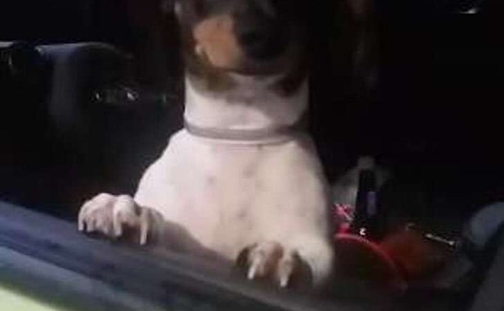Pareja abandona a su salchicha porque tendrán un bebé: “Ya no necesitamos practicar con un perro”