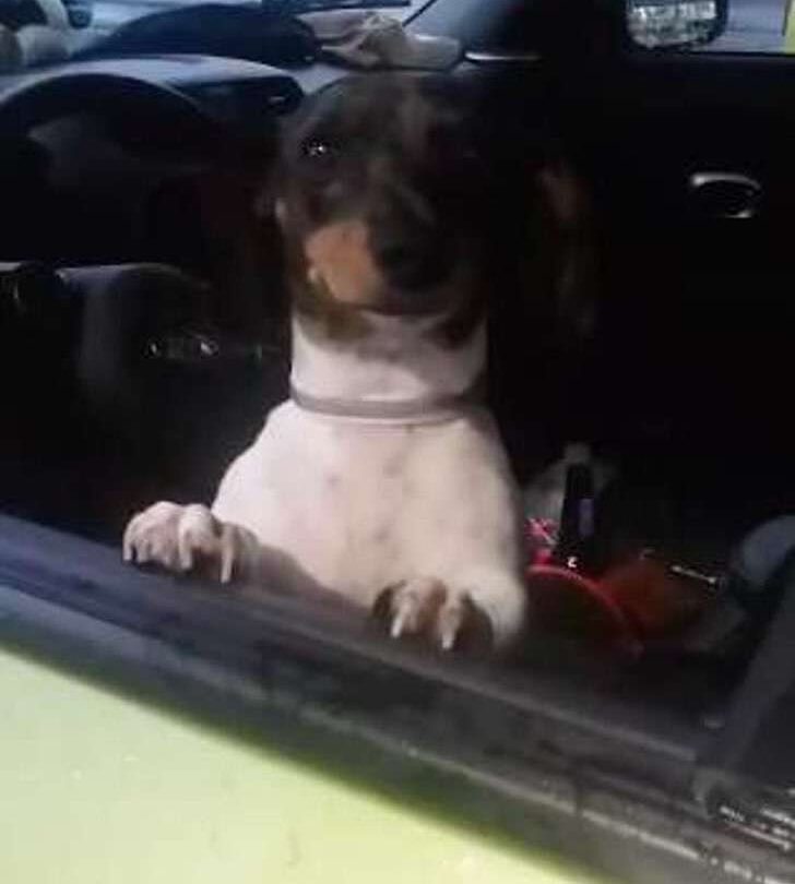 Pareja abandona a su salchicha porque tendrán un bebé Ya no necesitamos practicar con un perro |