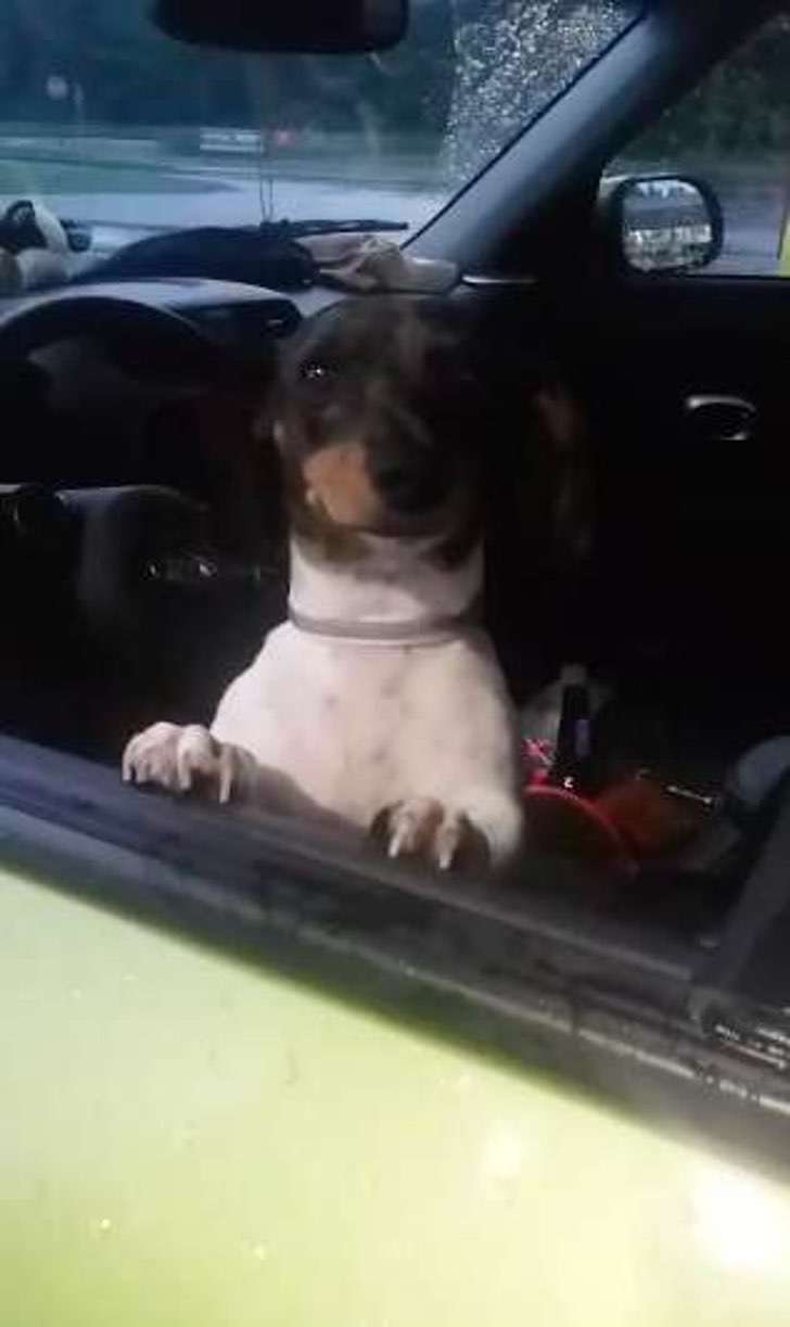 Pareja abandona a su salchicha porque tendrán un bebé: “Ya no necesitamos practicar con un perro”