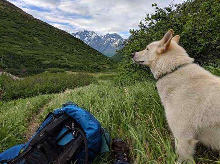 Cae 90 metros por una montaña rocosa. Ve una figura blanca acercarse y cree que es un enorme lobo