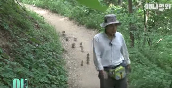 21 patitos lo siguen a todos lados, incluso de excursión. Creen que es su mamá y jamás lo abandonan