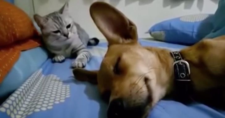 Perro se tira un pedo mientras dormía y el gato no lo toleró ni por un segundo. Le dio su merecido