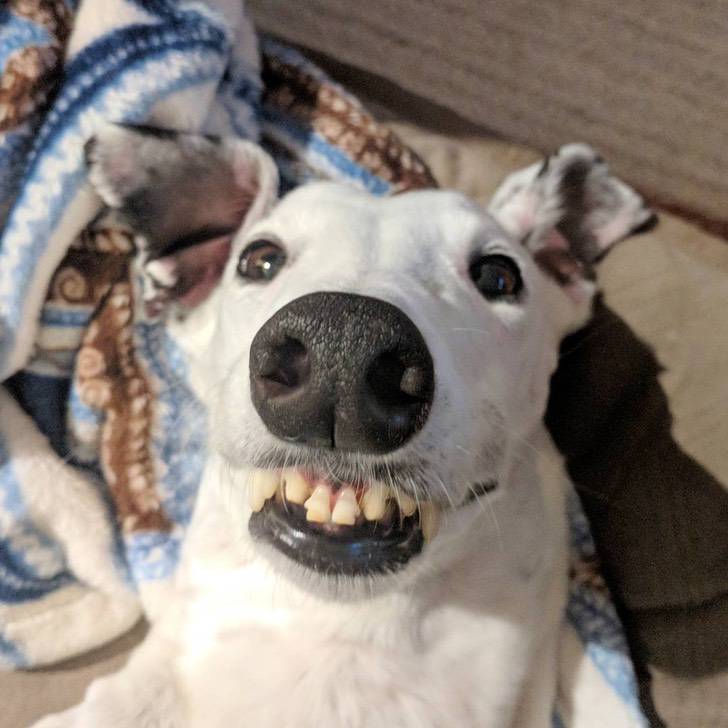 Hermosa perrita galgo conquista miles de corazones con su tierna sonrisa y sus dientes “humanos”