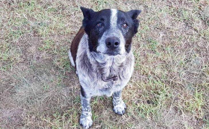 Perro viejo, sordo y ciego ayudó a rescatar a niña de 3 años perdida en un bosque por 15 horas