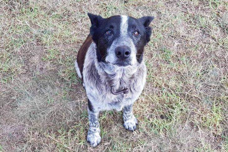 Perro viejo, sordo y ciego ayudó a rescatar a niña de 3 años perdida en un bosque por 15 horas