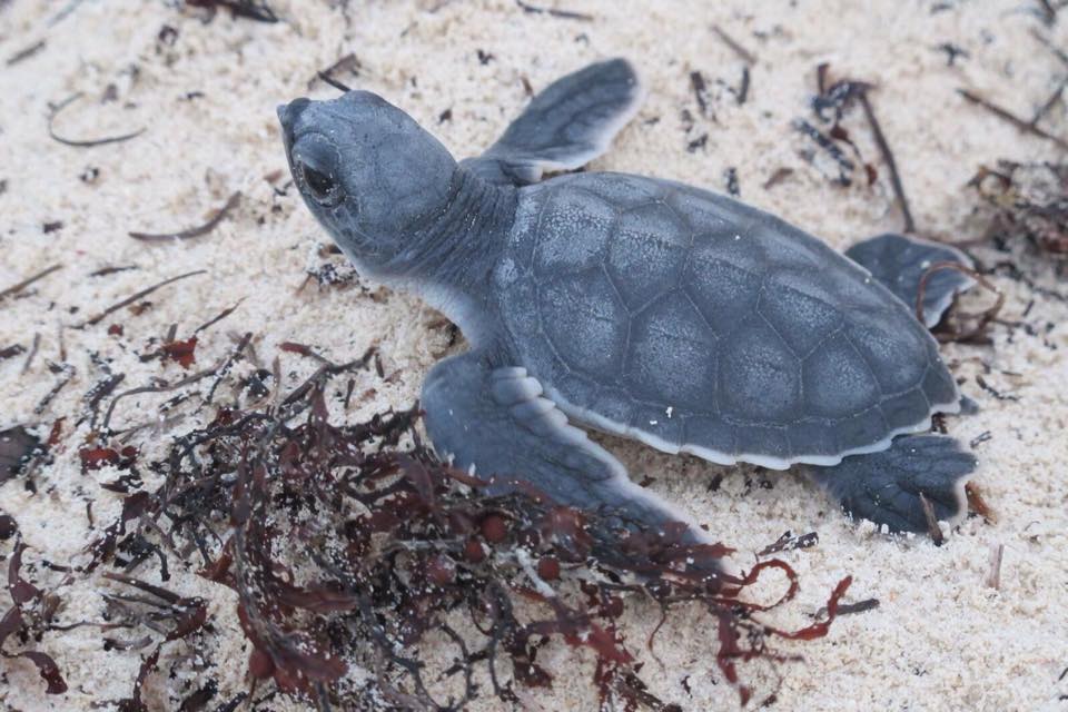 SEMARNAT rechazó proyecto “La Calma” en Tulum para proteger al Reino Animal