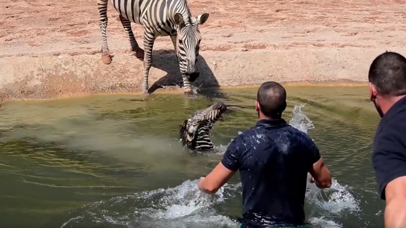 VÍDEO | Los cuidadores de un zoo salvan a una cebra recién nacida de morir ahogada