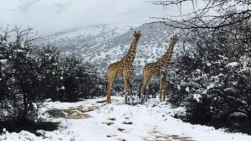 Estos animales ‘disfrutan’ del frío tras una anómala gran nevada en Sudáfrica