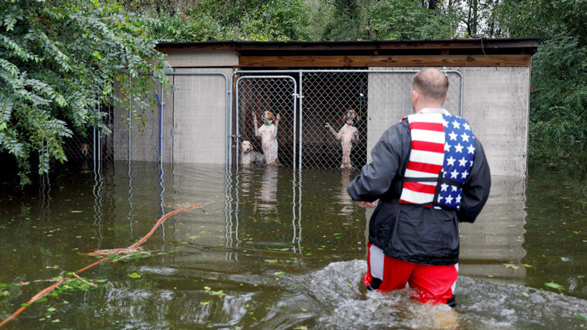 VIDEO: Un voluntario rescata a seis perros encerrados en una jaula inundada por el huracán Florence