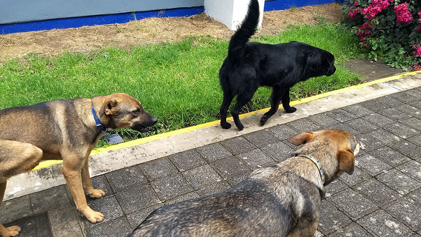 Una Universidad en México emplea a tres ‘perritos’ como guardias de seguridad