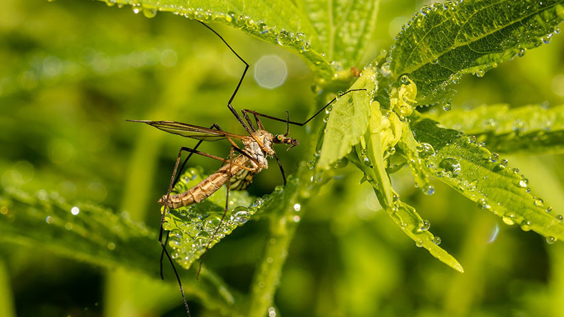 Los mosquitos ‘detienen’ a un ladrón en EE.UU.