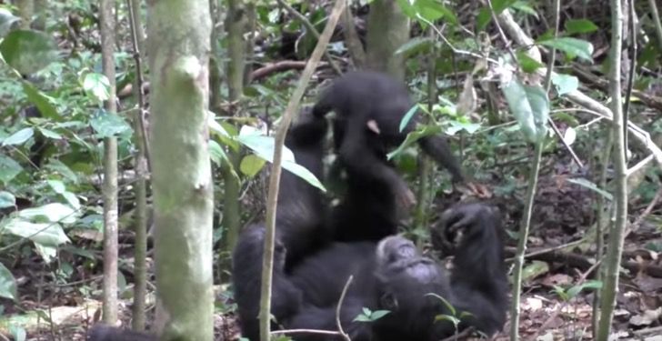 Tierno chimpancé juega al “avioncito” con su hijo. El pequeño disfruta y termina abrazando a su papá