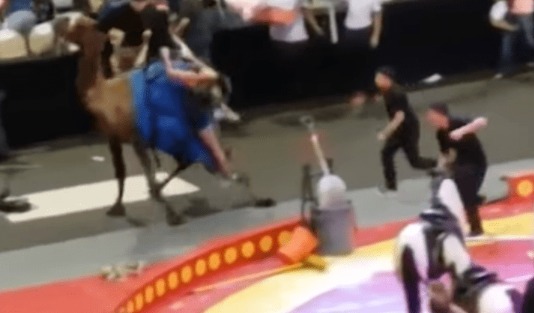 Camello enloquece y deja 7 heridos en un circo