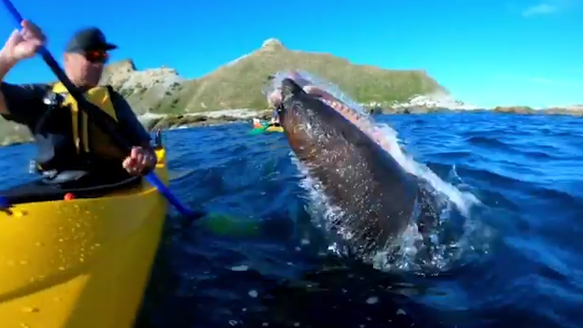 El increíble video de una foca que golpea a un piragüista con un pulpo