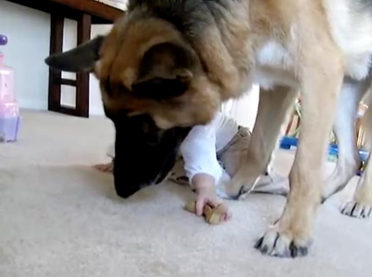 Celosa de su perro, roba la croqueta. El pastor alemán tiene paciencia infinita con esta ladronzuela