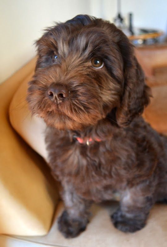 En la búsqueda de perros instagrameables como el labradoodle, la crueldad humana es un alto precio a pagar por los animales (Pinterest)