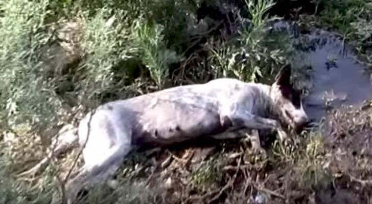 Encuentran a un perro inconsciente tumbado en un campo. En sólo 2 meses, vuelve a correr enérgico