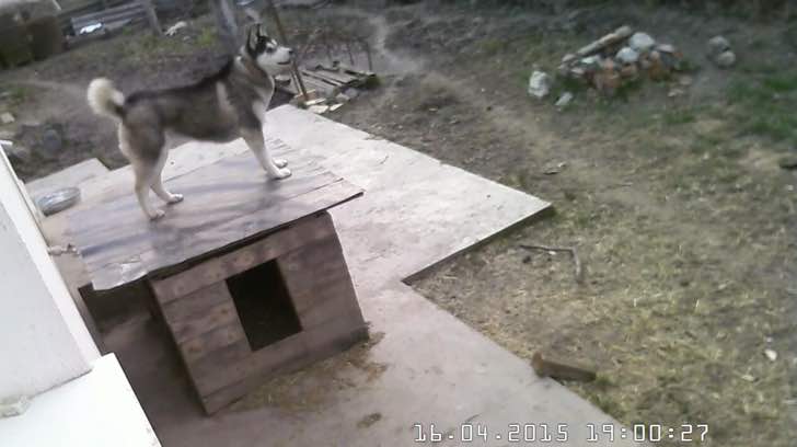 Travieso perro inundó su jardín jugando con un grifo. No supo controlar el colosal chorro de agua