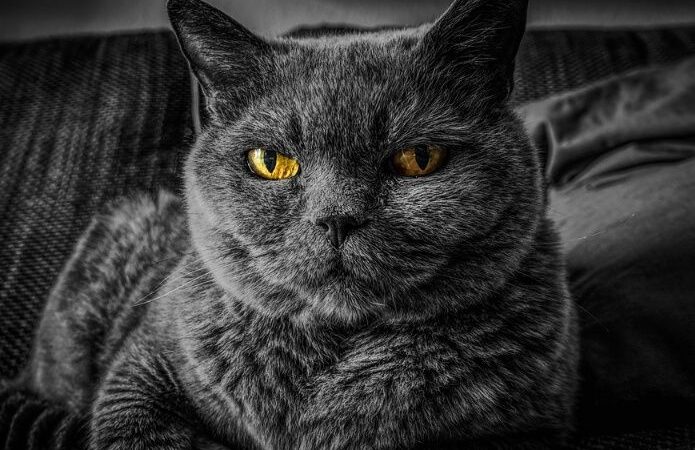 Gato moribundo contagia a su dueño peligrosa enfermedad