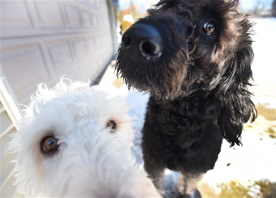 Los labradoodles nacieron en la década de 1980 como perros de servicio y a la vez antialergénicos. (Jackson Citizen Patriot/AP)