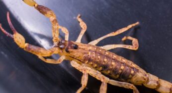Bebé sobrevive tras ser picada por un escorpión 5 veces