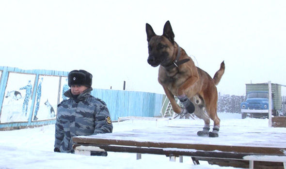 Corea del Sur clonó los pastores belgas malinois y se los vendió a Rusia (Siberian Times)