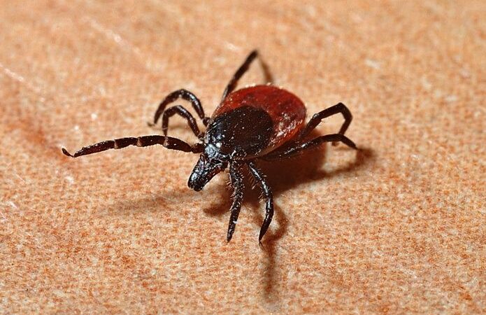 Enfermedad de Lyme: síntomas de que podrías estar infectado