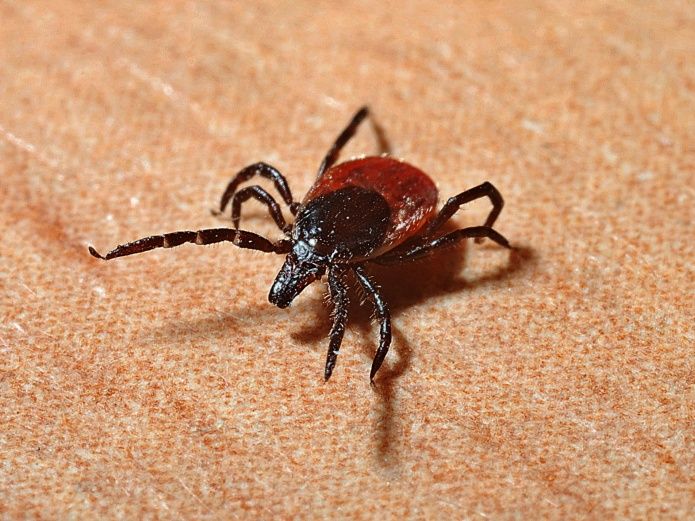 Enfermedad de Lyme: síntomas de que podrías estar infectado