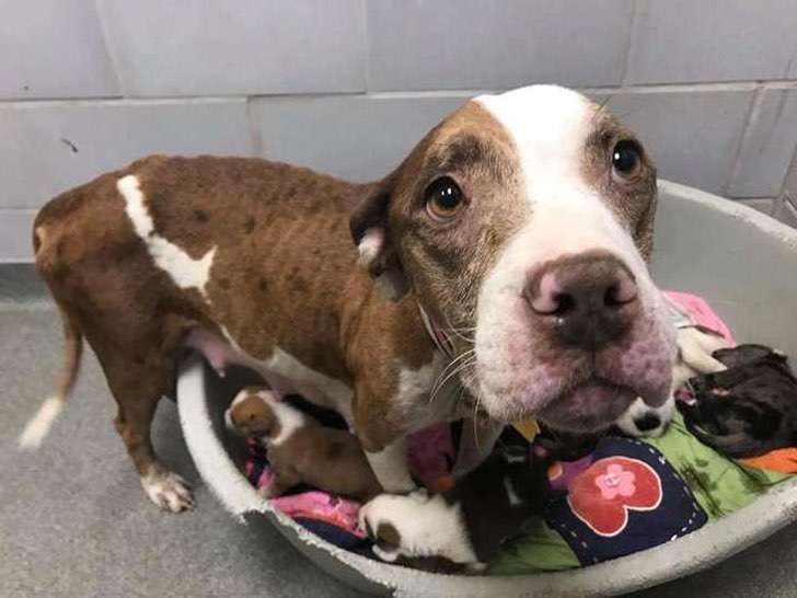 Perra fue abandonada y estaba desnutrida. Eso no le impidió mantener gorditos a sus 10 cachorros