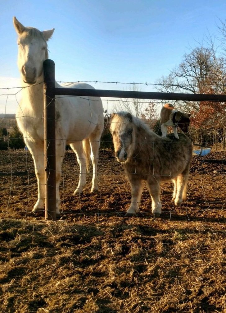 Corgi se hace mejor amigo de un pony. No lo creen hasta que lo ven cabalgando sobre él una noche