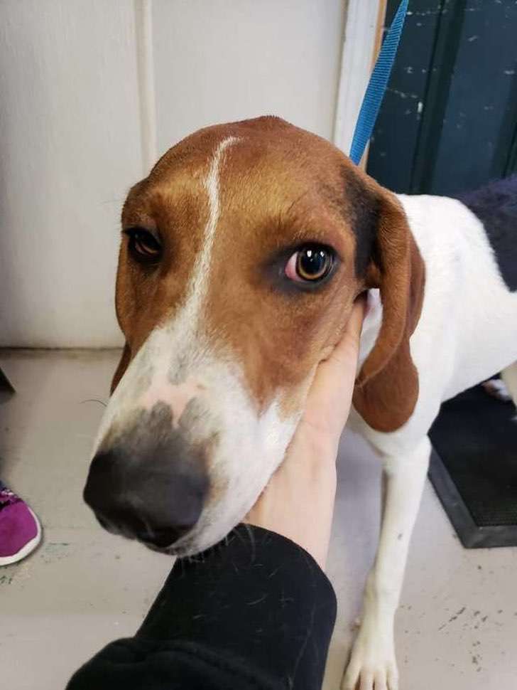 Lo encuentran vagando con una nota en su collar. Su dueño tuvo un ataque, quería darle mejor vida