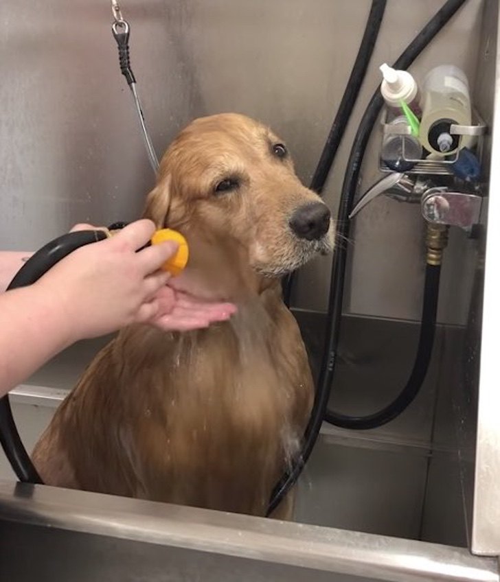 Perrito se duerme cada vez que le dan un baño. Lo mojan con agua tibia y no puede con tanto relajo