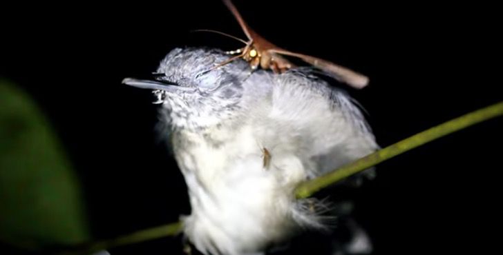 Polilla es captada robando lágrimas directo desde los ojos. El pájaro dormido jamás se dio cuenta