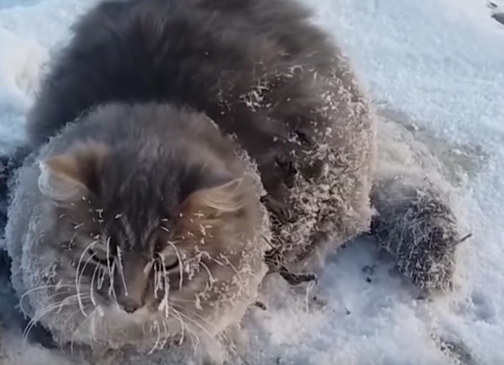 Lo divisaron en la nieve, quieto, esperando morir. Pudieron salvarlo con 36 litros de agua tibia