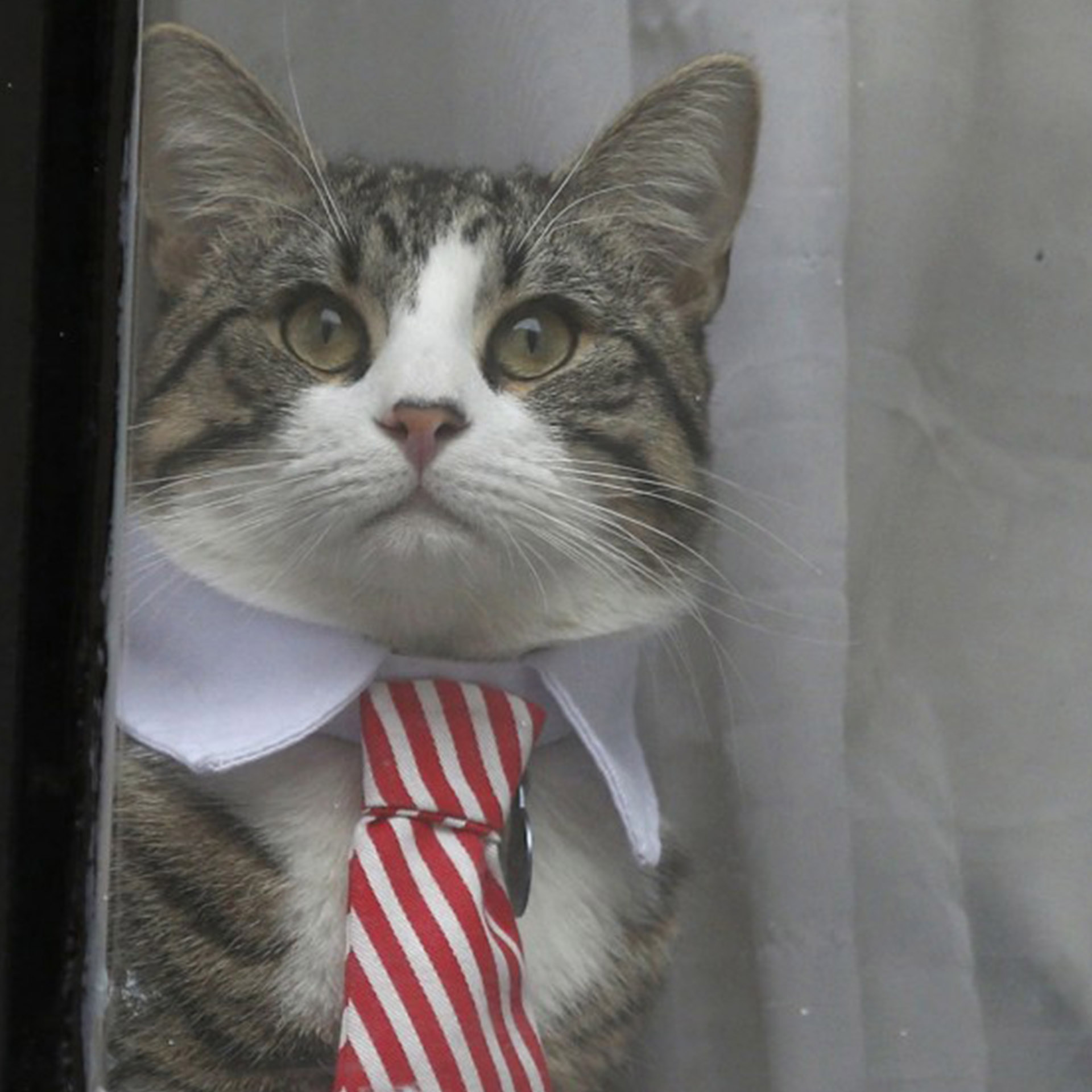 El gato de Julian Assange en la Embajada de Ecuador en Londres (Reuters)