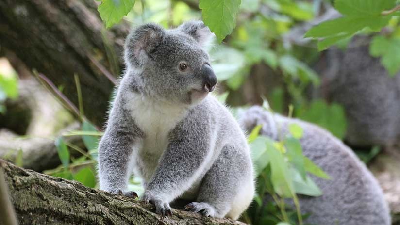 Una perra acomoda en su pelaje a un bebé koala para evitar que muera