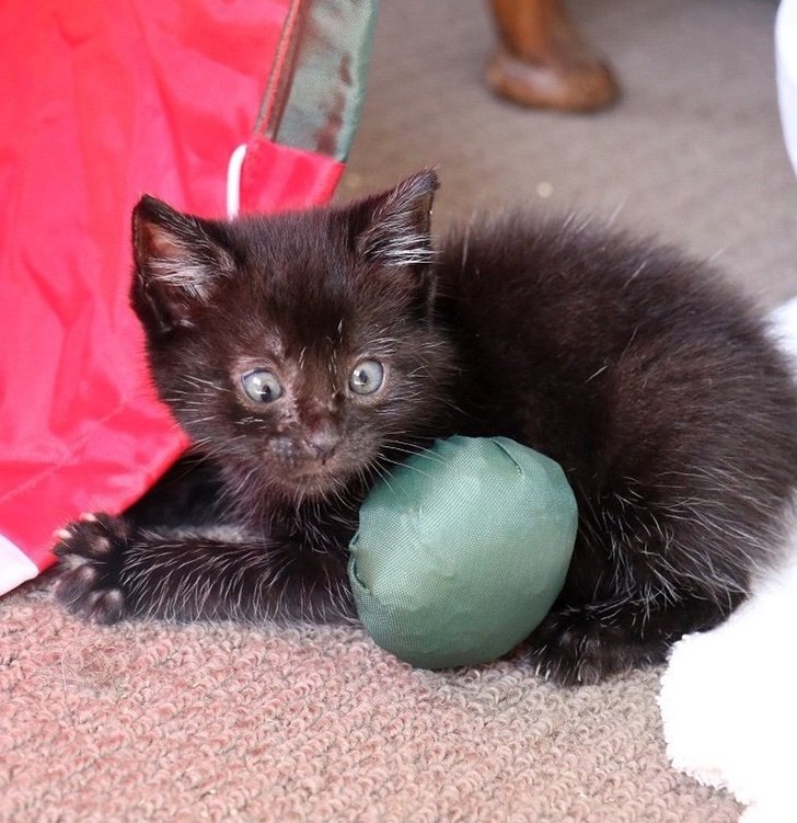 La abandonaron por sus ojos desviados. Cuando la rescataron se dieron cuenta de lo adorable que era